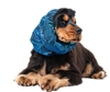 Picture of Show Tech Snood Luxe Galaxy Spaniël Blue Ear Covers